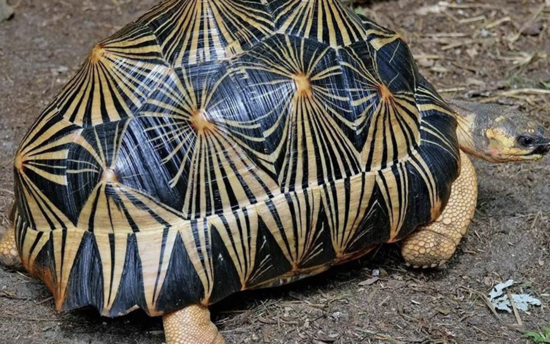 Ancient Mathematical Puzzles: Magic Squares and Hexagonal Tortoises